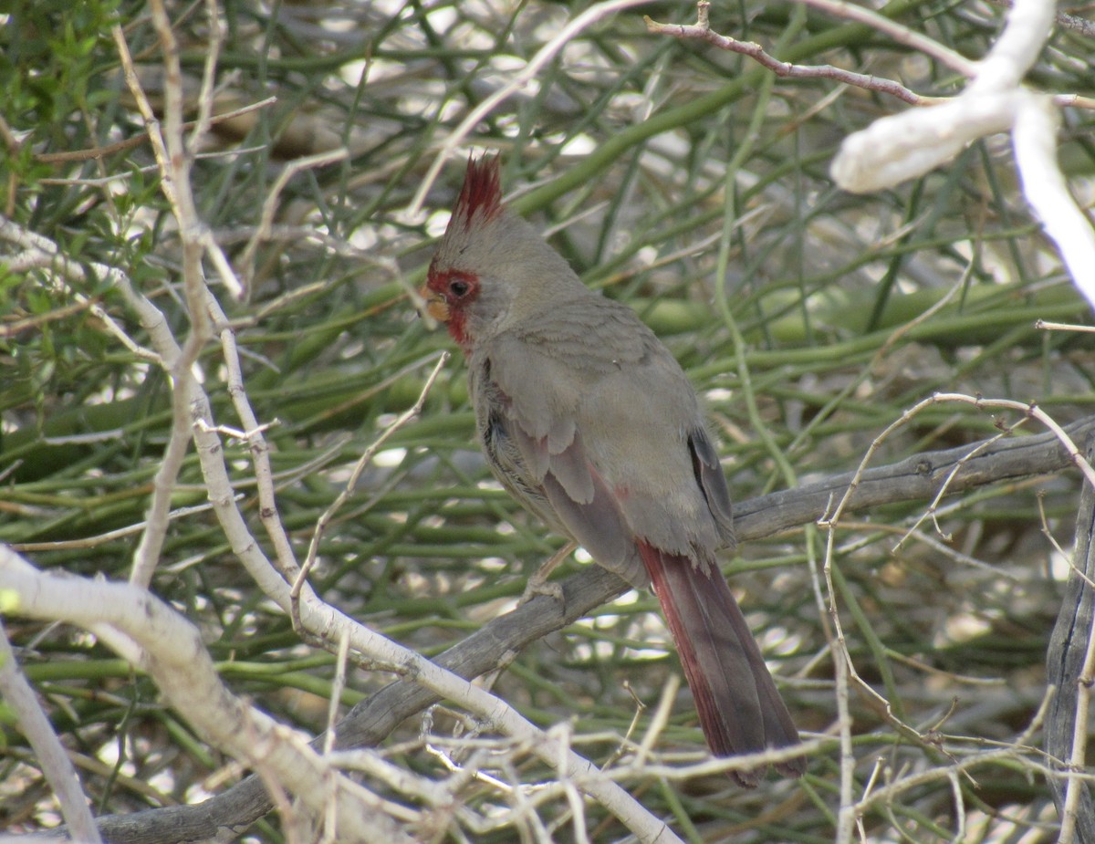 Pyrrhuloxia - ML557907801
