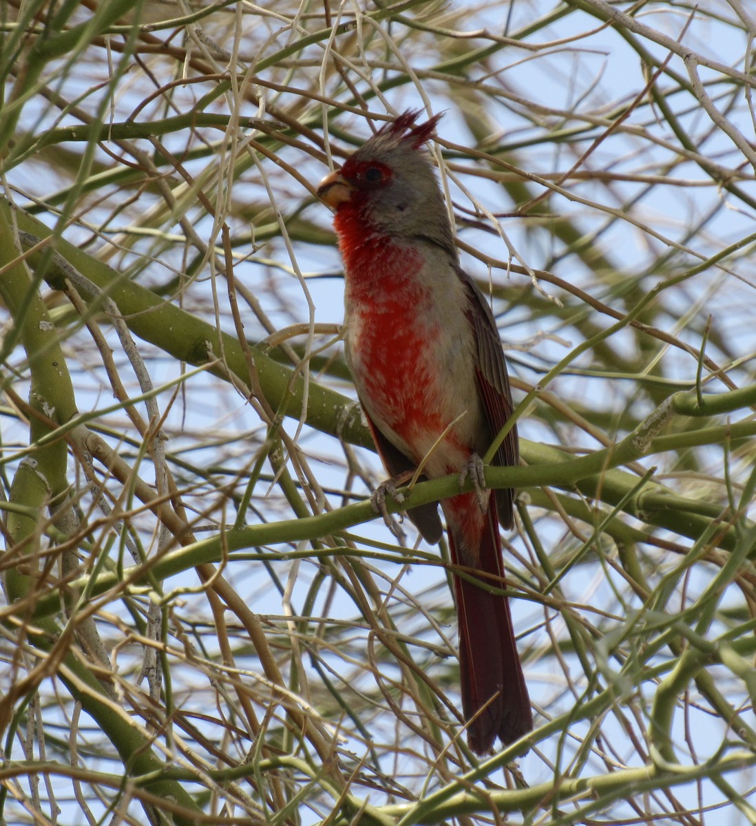 Pyrrhuloxia - ML557907911