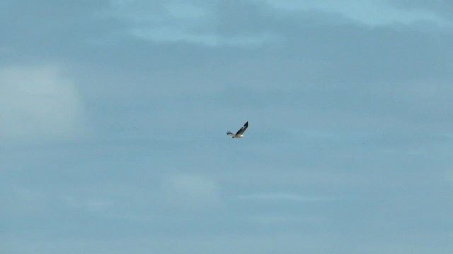 White-bellied Sea-Eagle - ML557908361