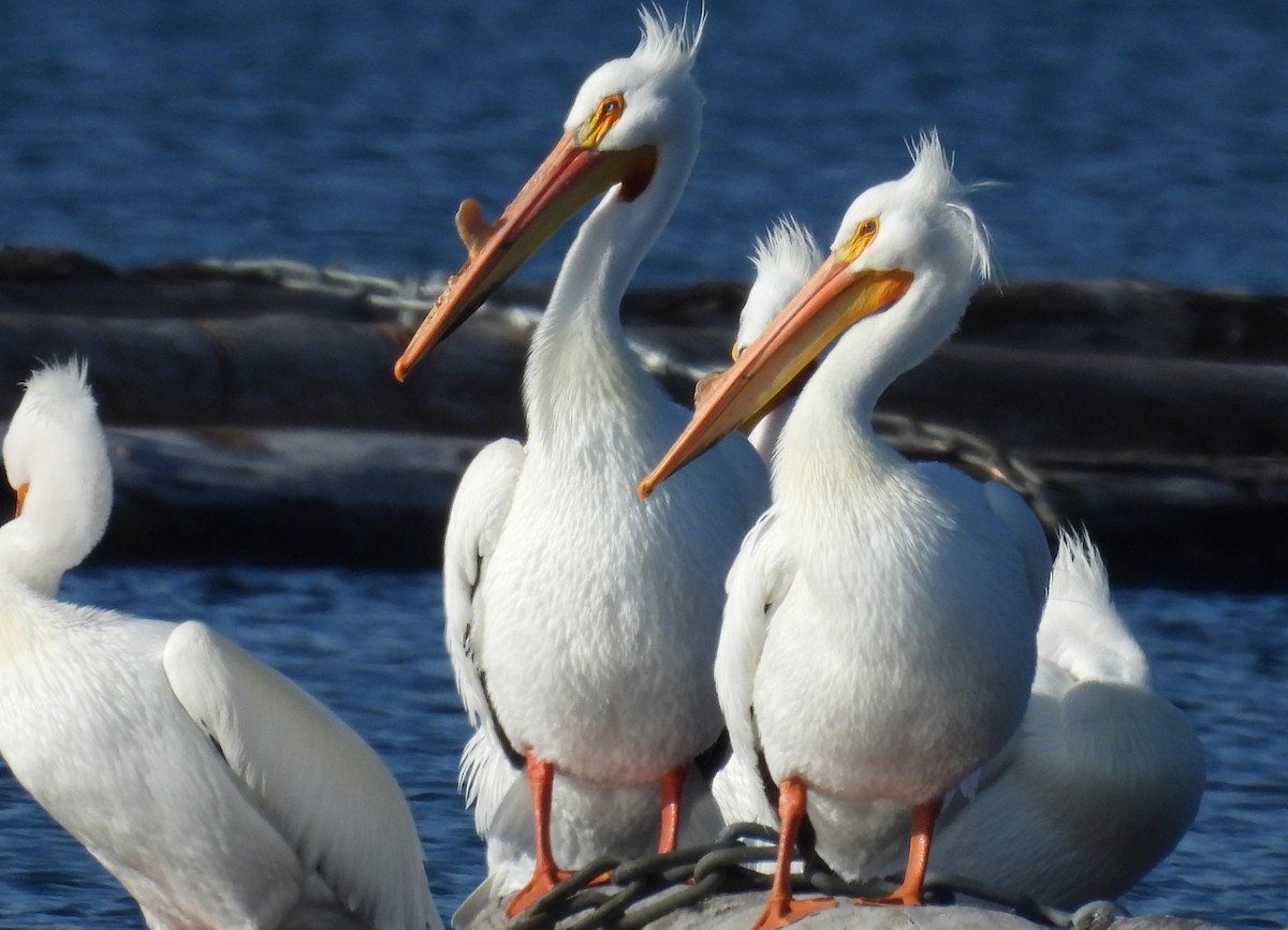 American White Pelican - ML557909801