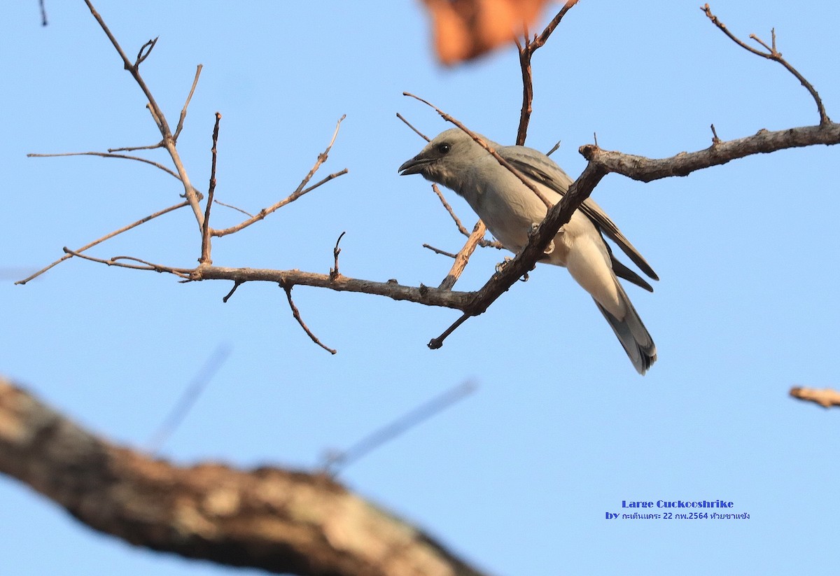 Large Cuckooshrike - ML557910871