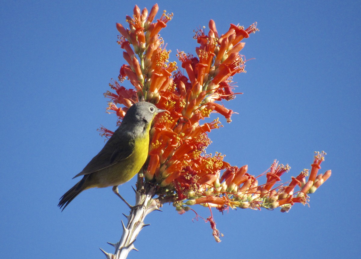 Nashville Warbler - ML557910971