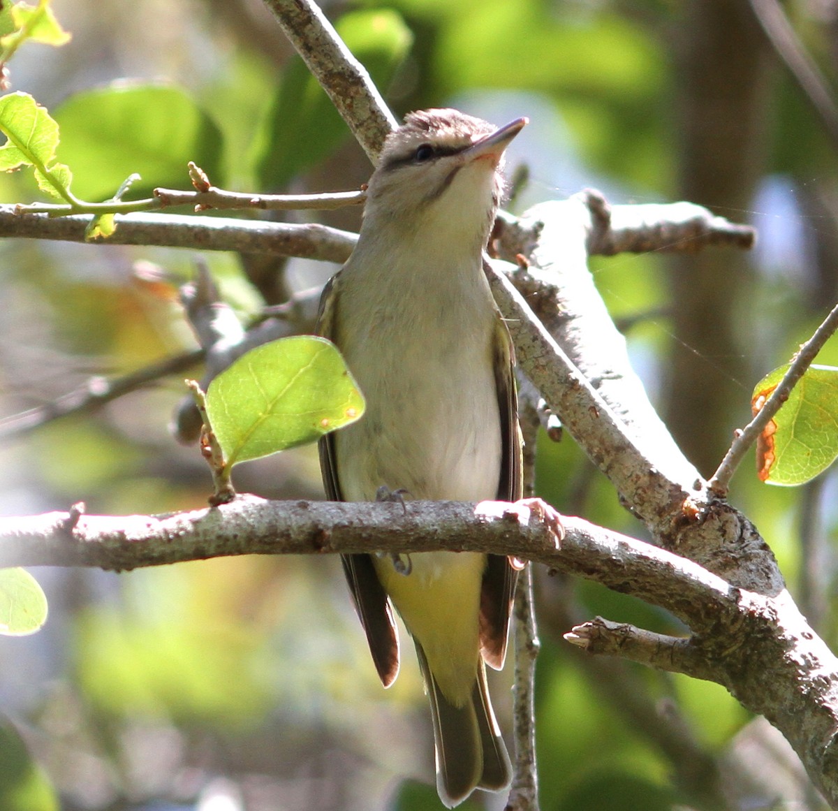 Black-whiskered Vireo - ML55791101