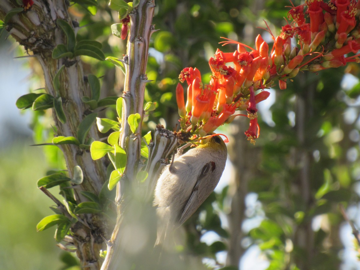 Verdin - ML557911061