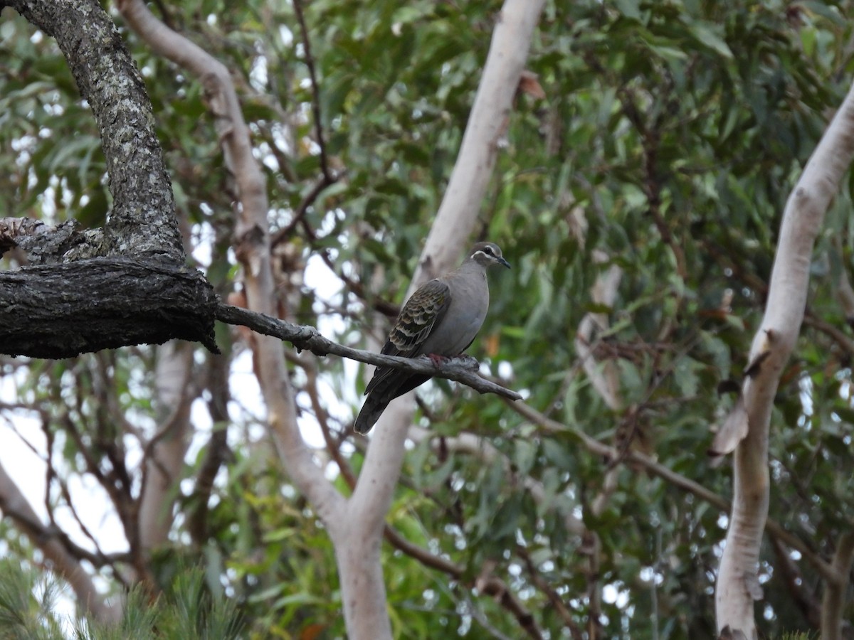 skogglansdue - ML557911241