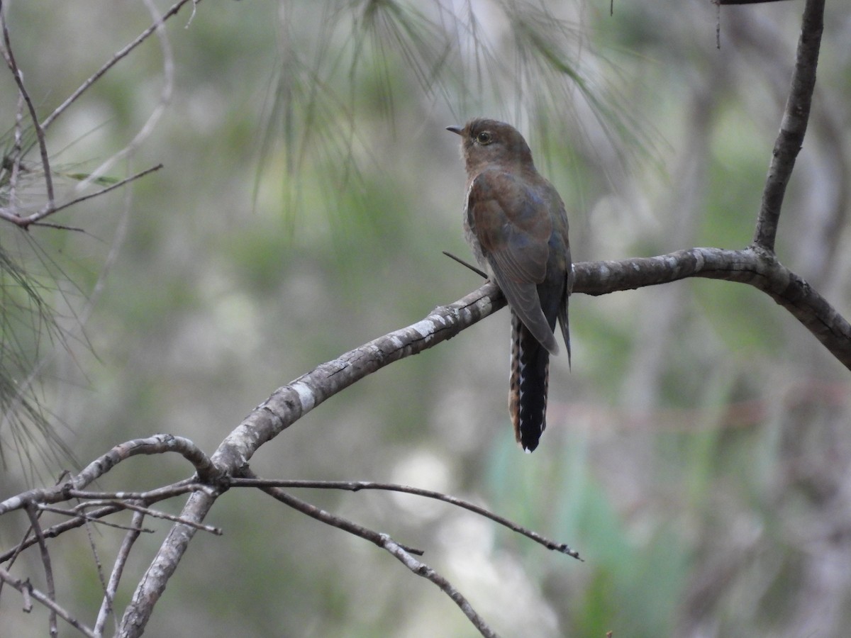 kilestjertgjøk - ML557911371