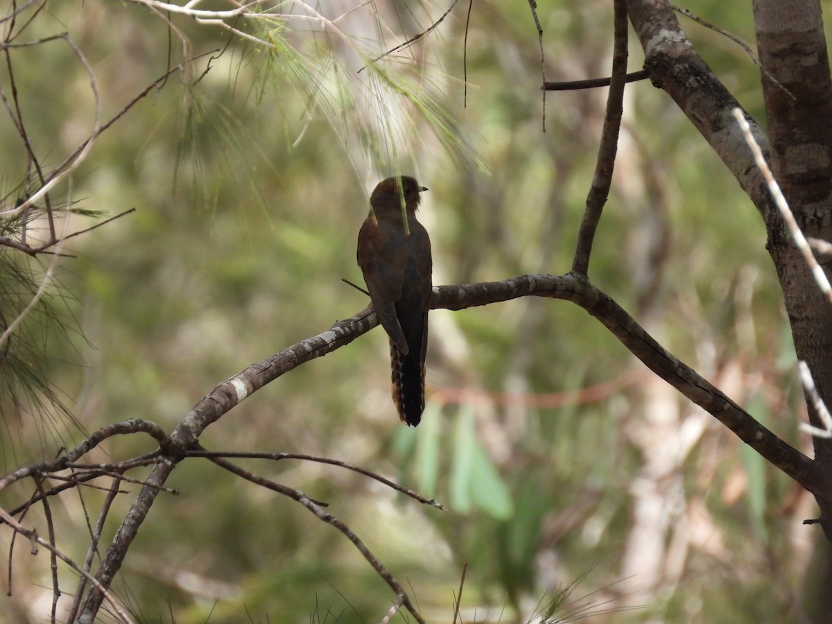 kilestjertgjøk - ML557911381