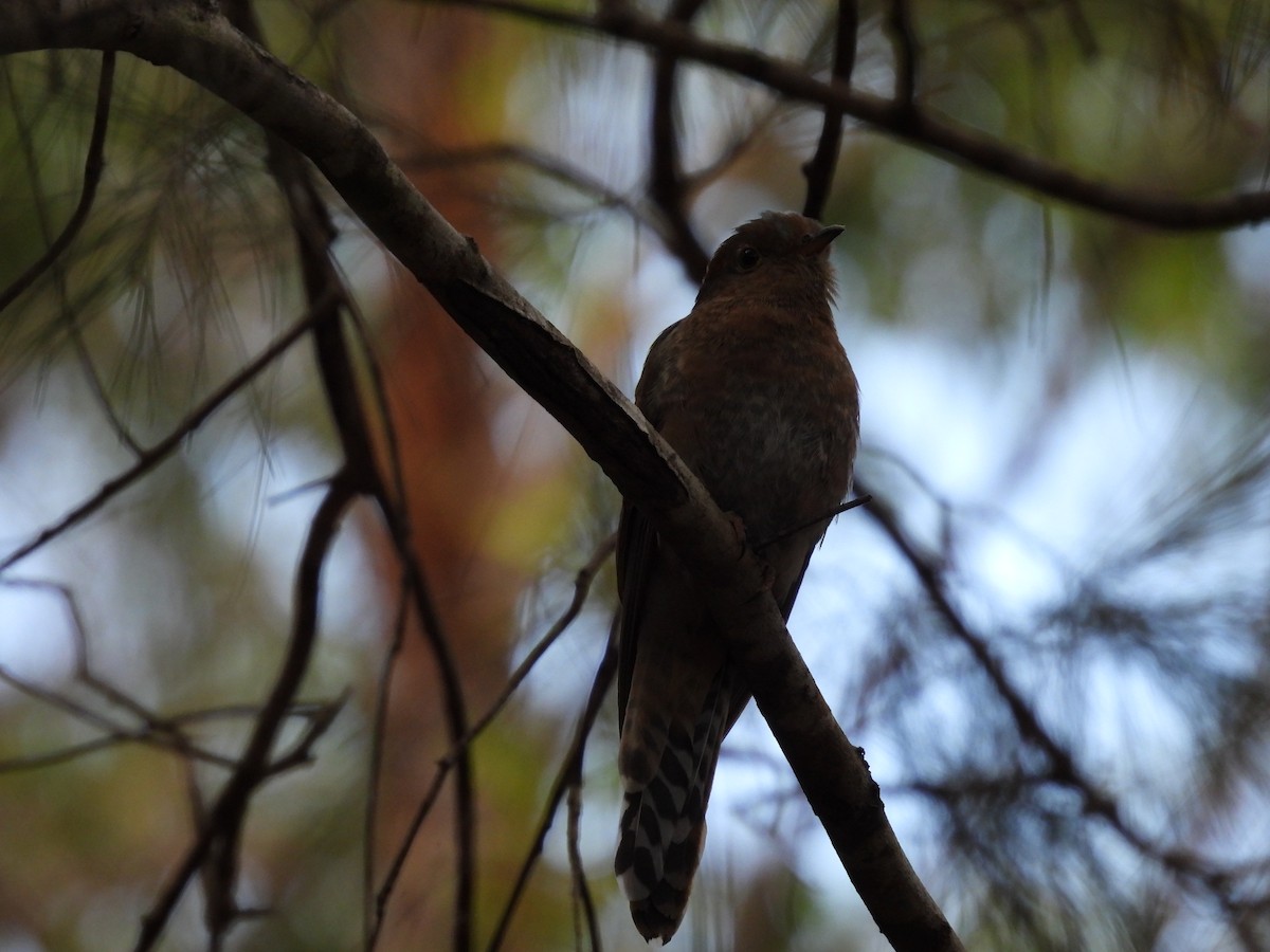 kilestjertgjøk - ML557911391