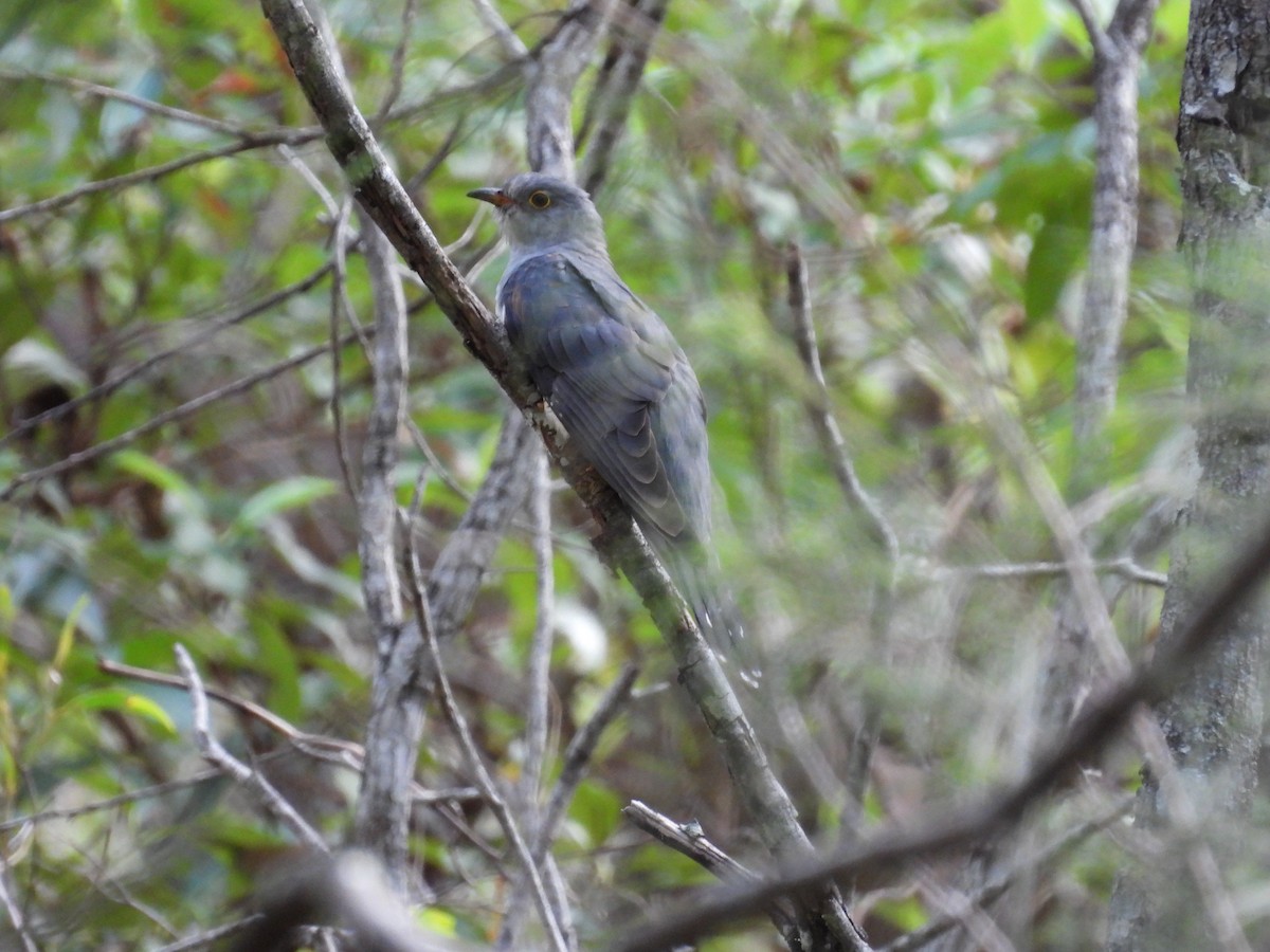 Oriental Cuckoo - ML557911531