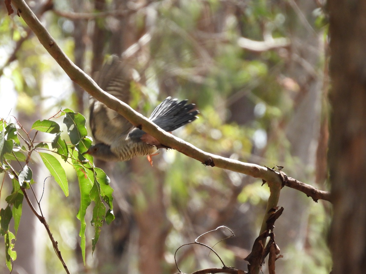 Oriental Cuckoo - ML557911541