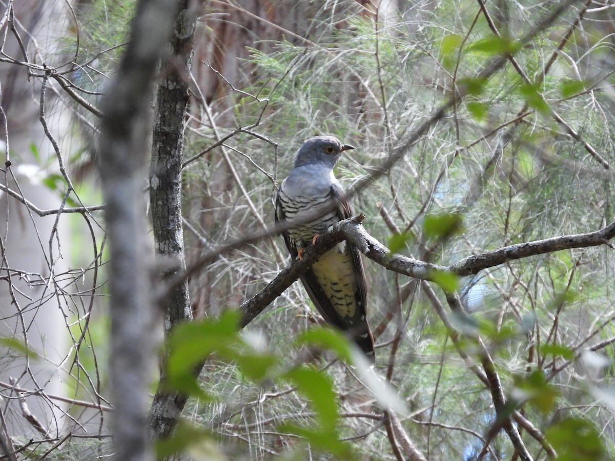 Oriental Cuckoo - ML557911551