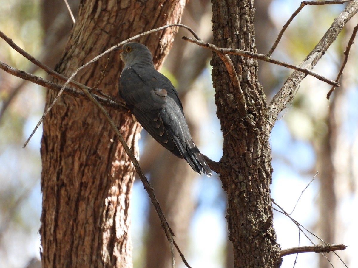 Oriental Cuckoo - ML557911561
