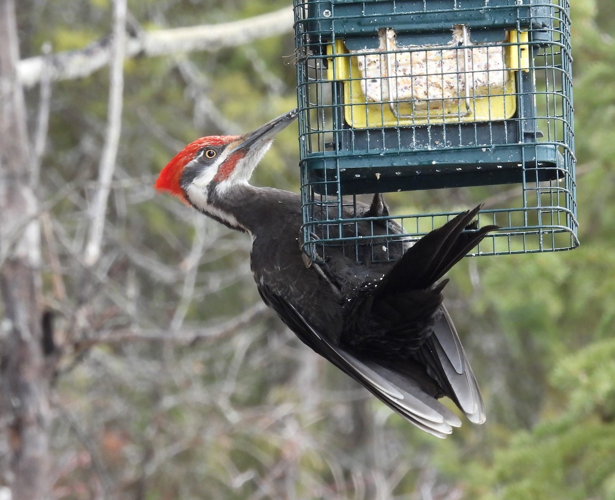 Pileated Woodpecker - ML557911611