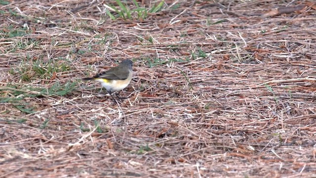 Шиподзьоб жовтогузий - ML557911661