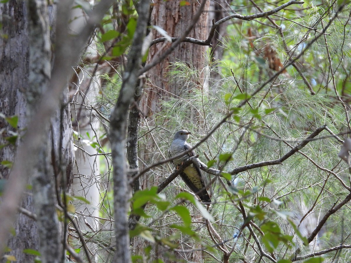 Oriental Cuckoo - ML557911681