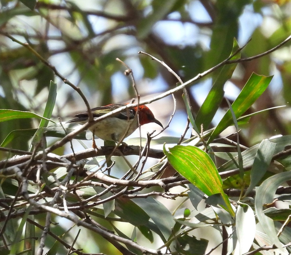 Scarlet Myzomela - ML557911831