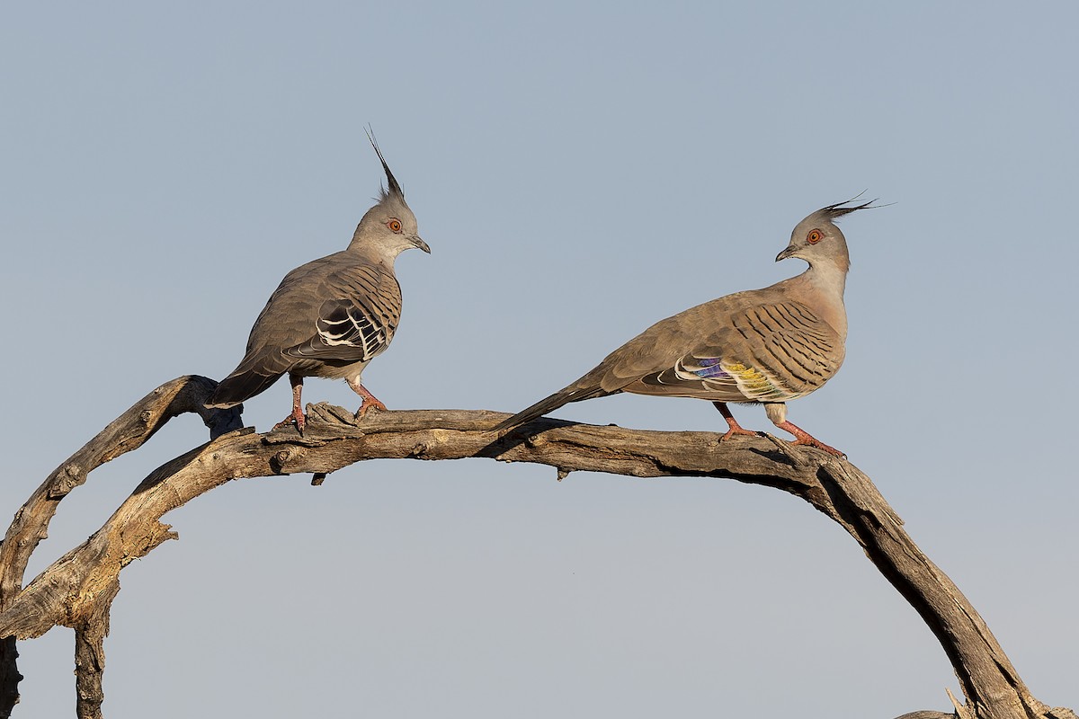 Crested Pigeon - ML557912831