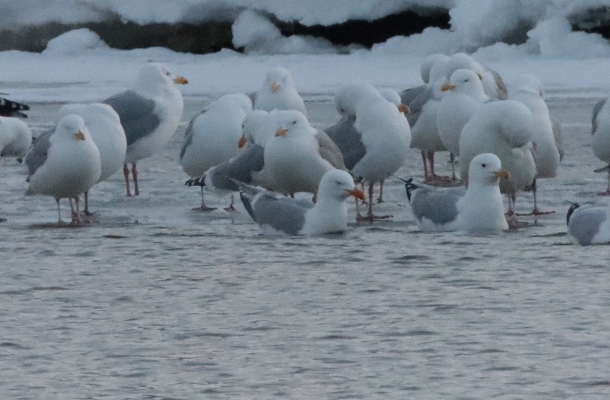 Herring x Glaucous Gull (hybrid) - ML557913621