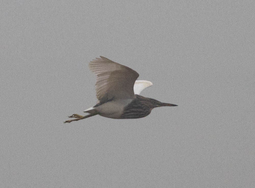 Indian Pond-Heron - Lindy Fung