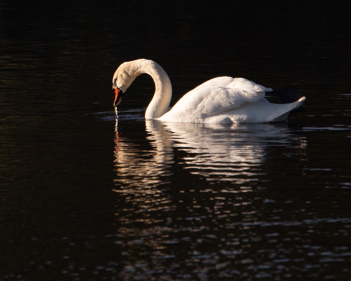 Mute Swan - ML557916421