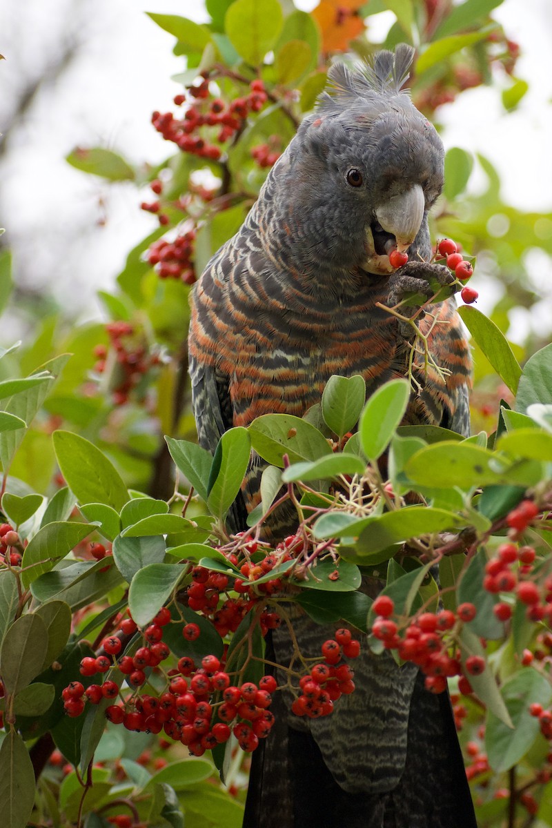 Gang-gang Cockatoo - ML557916771
