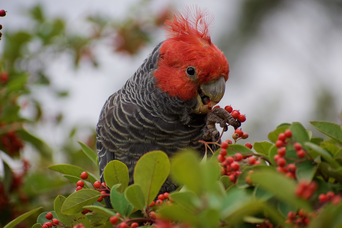 Gang-gang Cockatoo - ML557916831