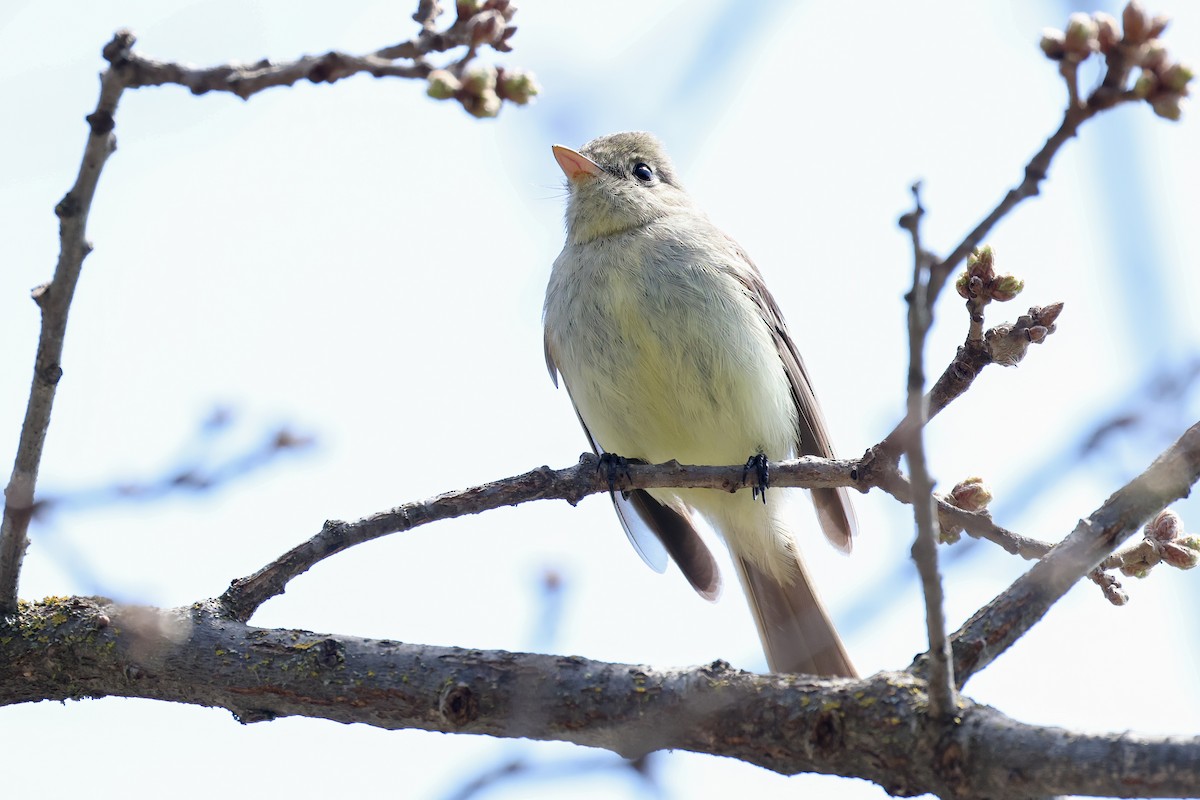 Western Flycatcher (Pacific-slope) - Garrett Lau