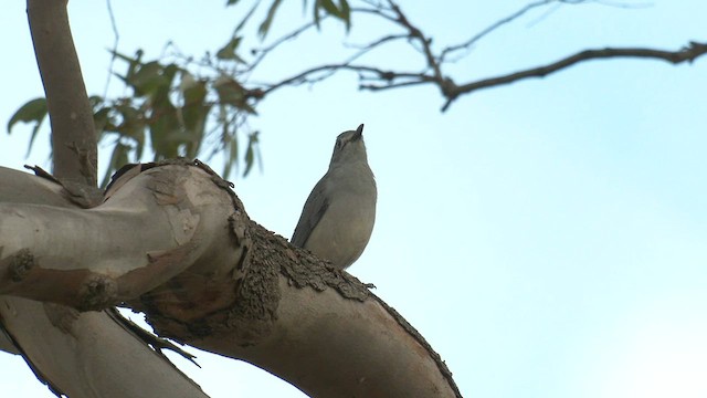 Gray Shrikethrush - ML557917871