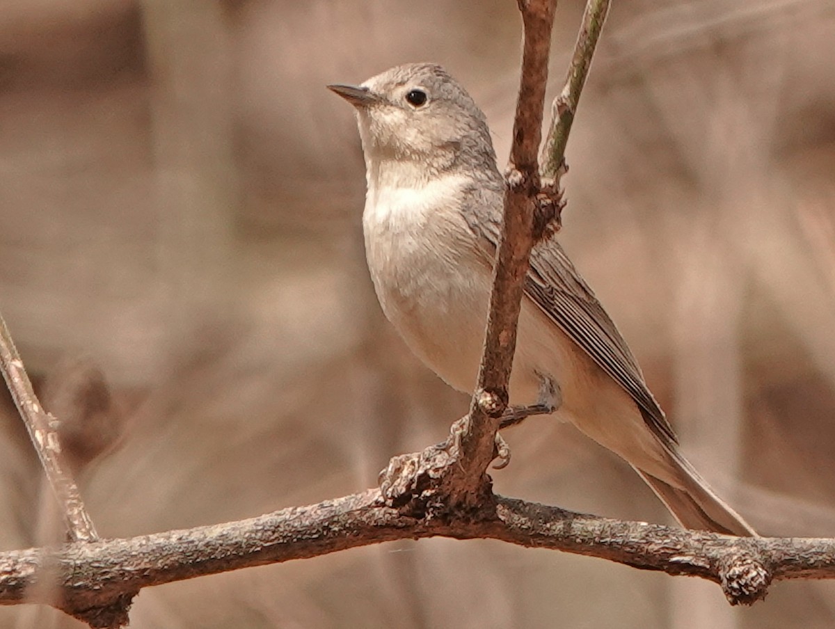 Lucy's Warbler - ML557918211
