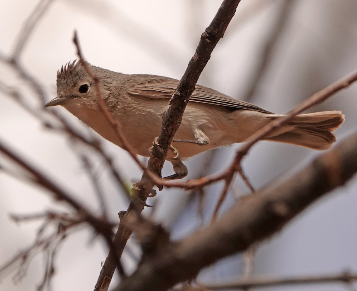 Lucy's Warbler - ML557918221
