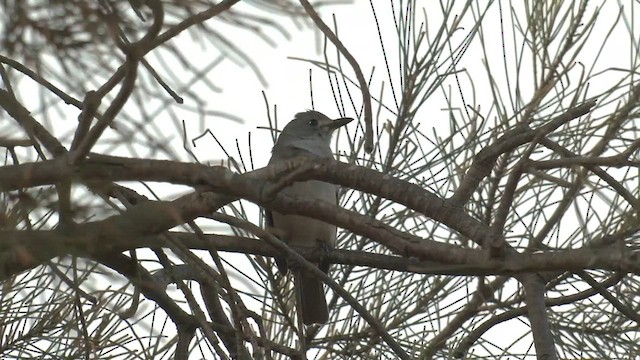 Gray Shrikethrush - ML557918441