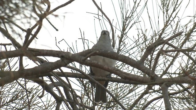 Gray Shrikethrush - ML557918681