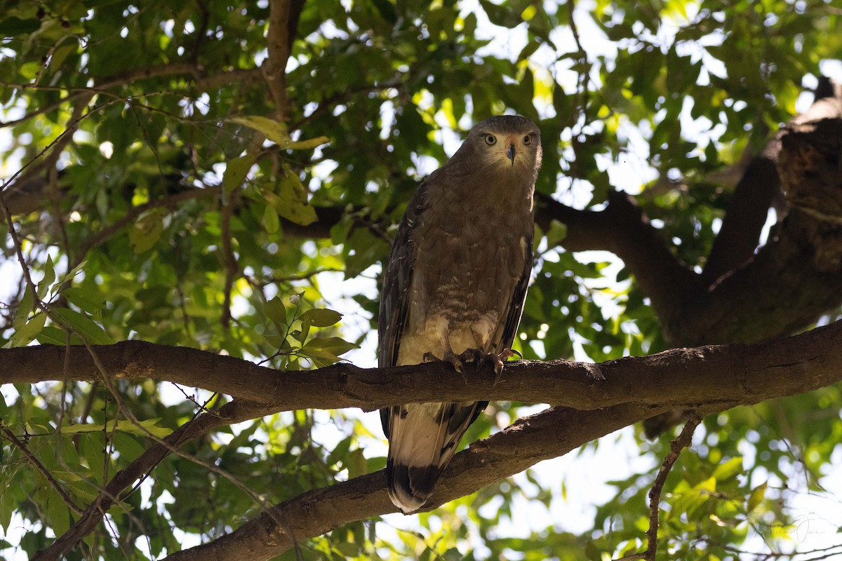 Western Banded Snake-Eagle - ML557919851
