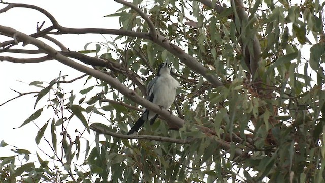 Gray Butcherbird - ML557919991