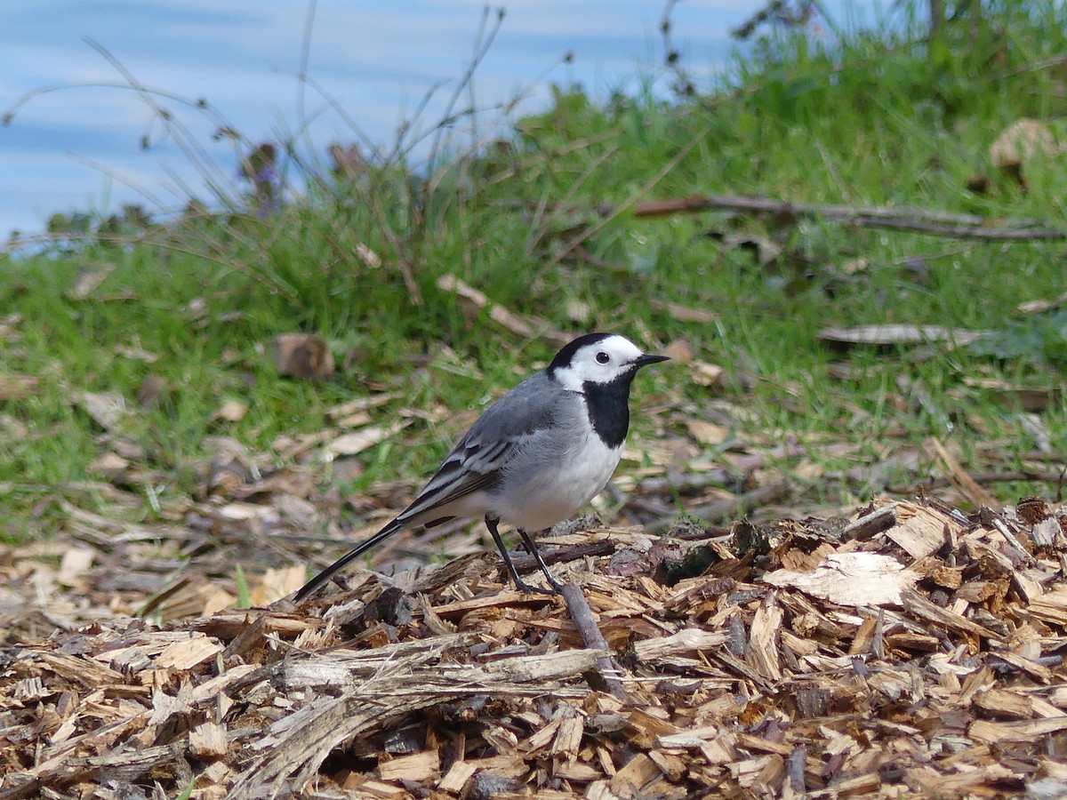 White Wagtail - Michael Pohler