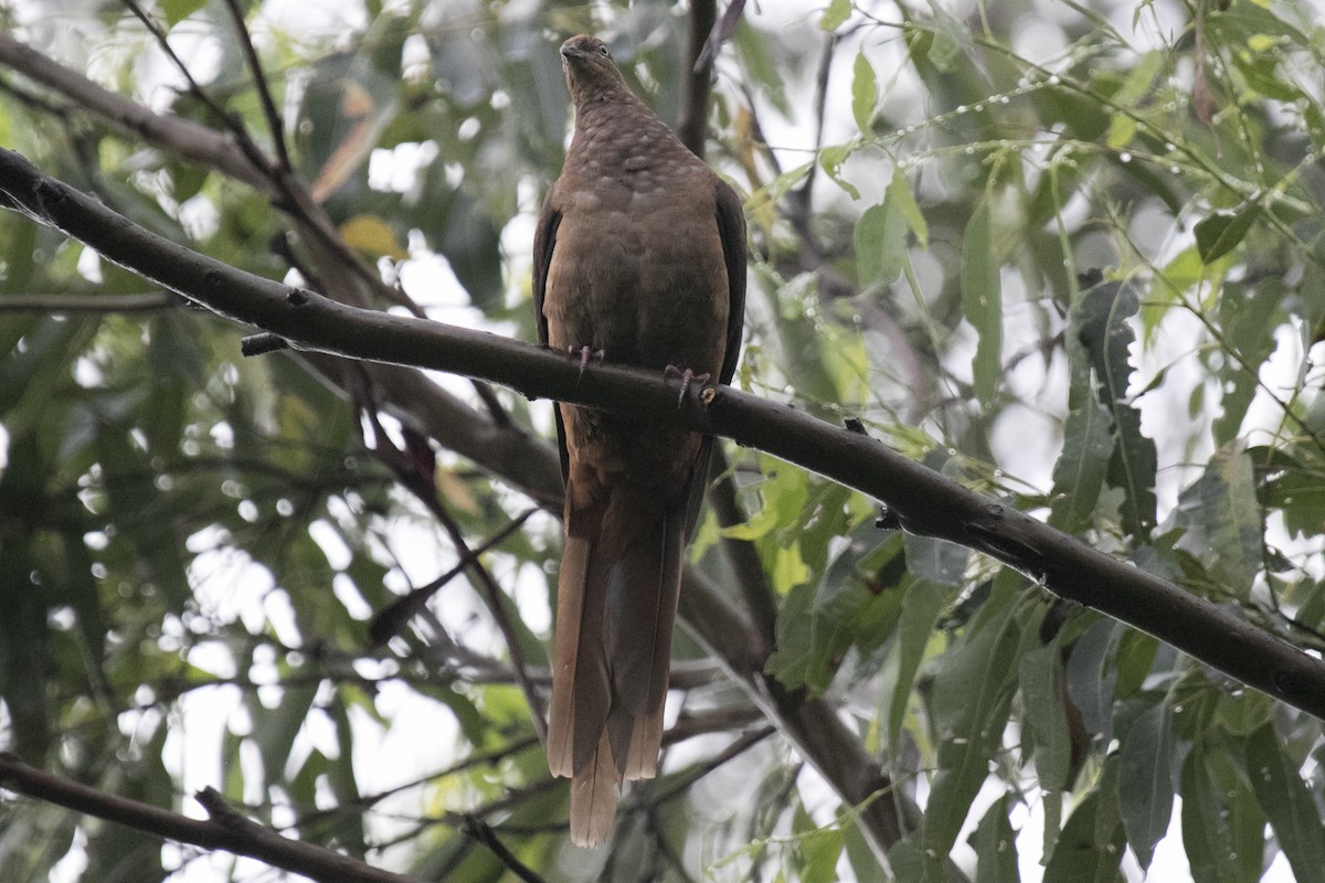 Brown Cuckoo-Dove - ML557927051