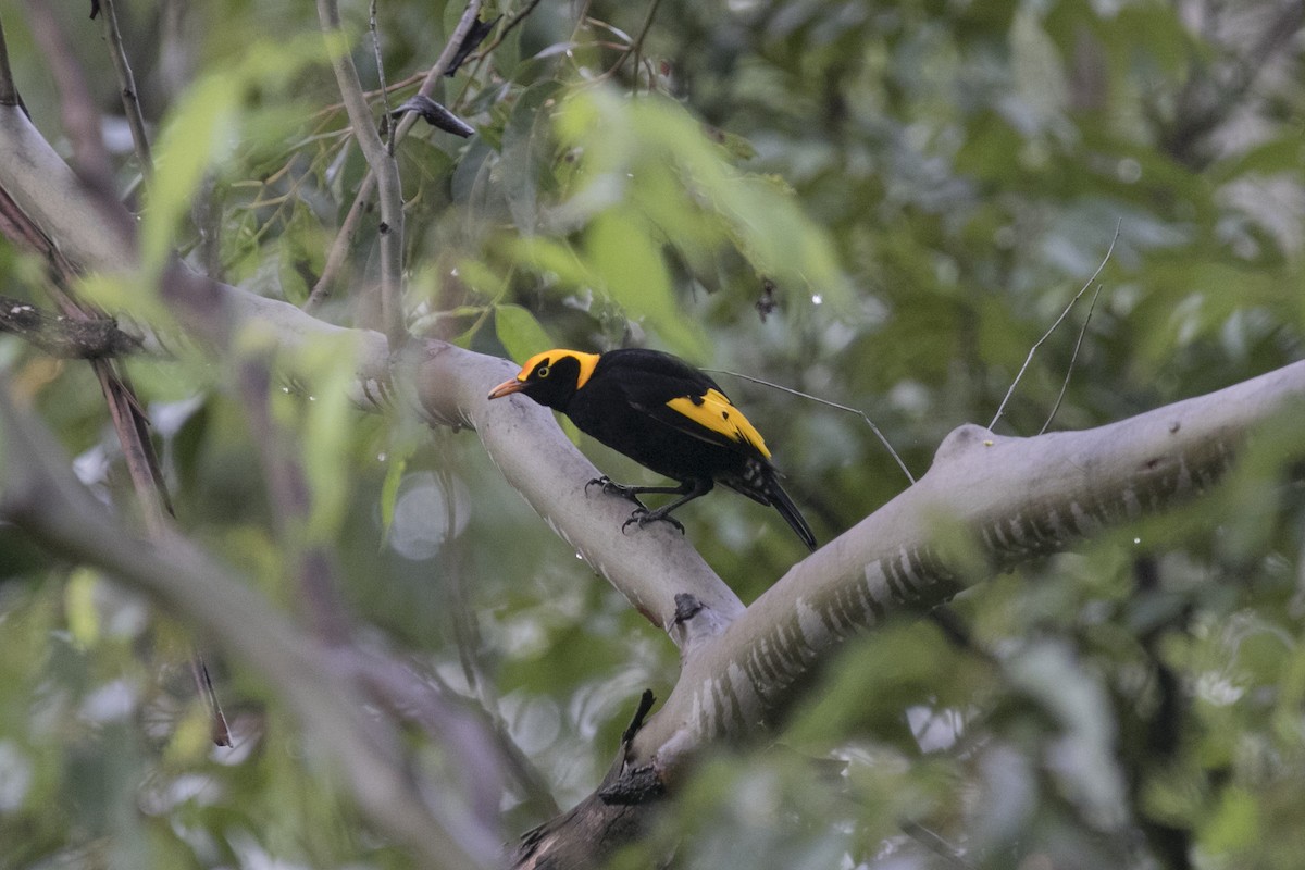 Regent Bowerbird - ML557927071