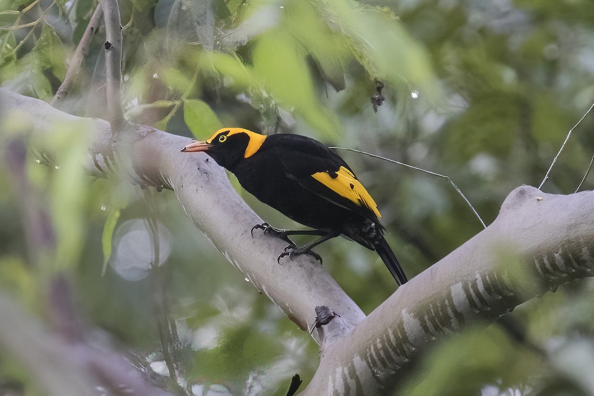 Regent Bowerbird - ML557927181