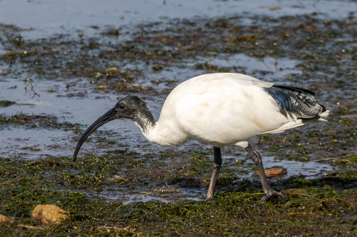 Ibis à cou noir - ML557927411