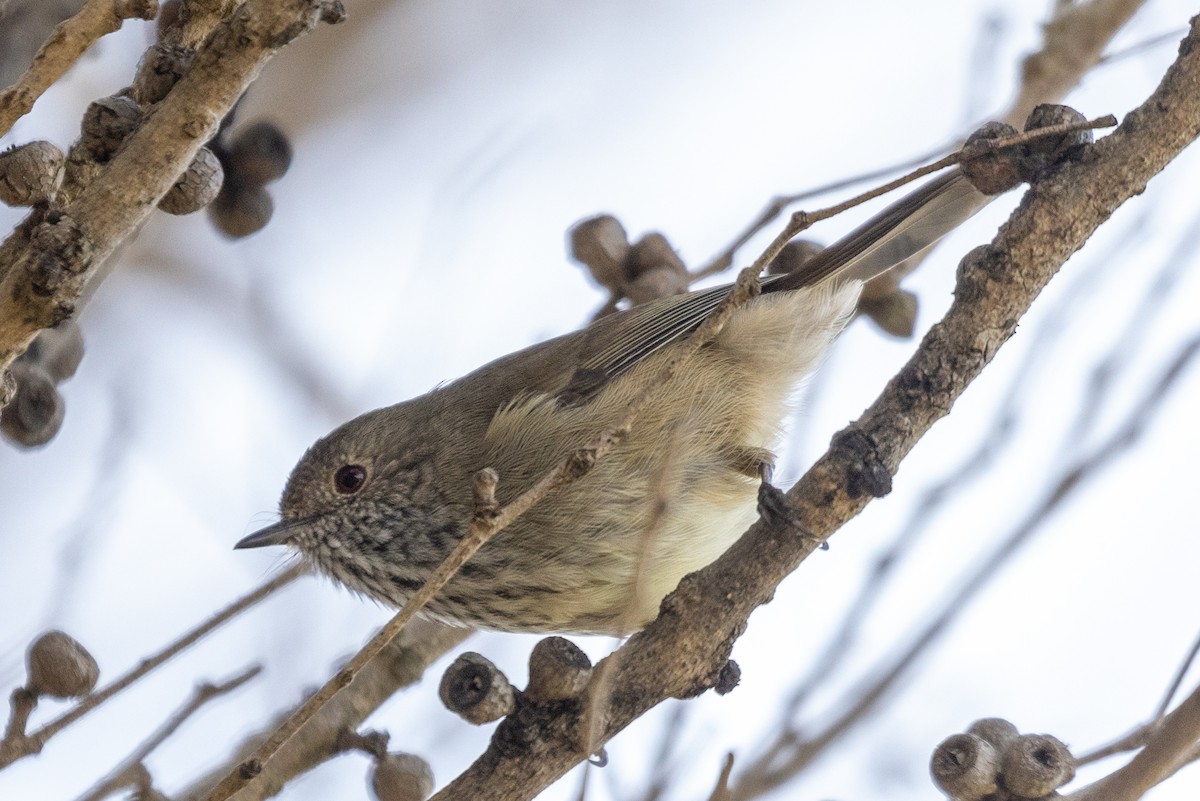 Brown Thornbill - Lutz Duerselen