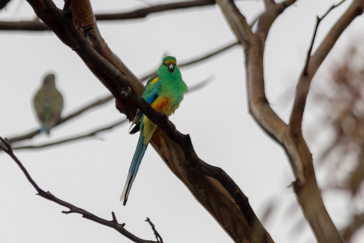 Mulga Parrot - ML557928731