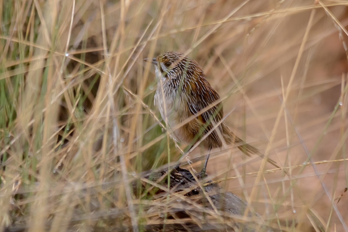 Striated Grasswren - ML557928741