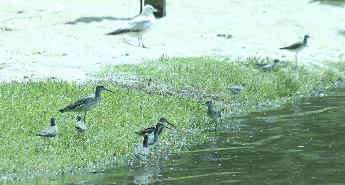 Lesser Yellowlegs - ML55792881