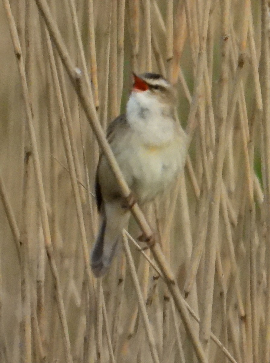 Sedge Warbler - ML557931491