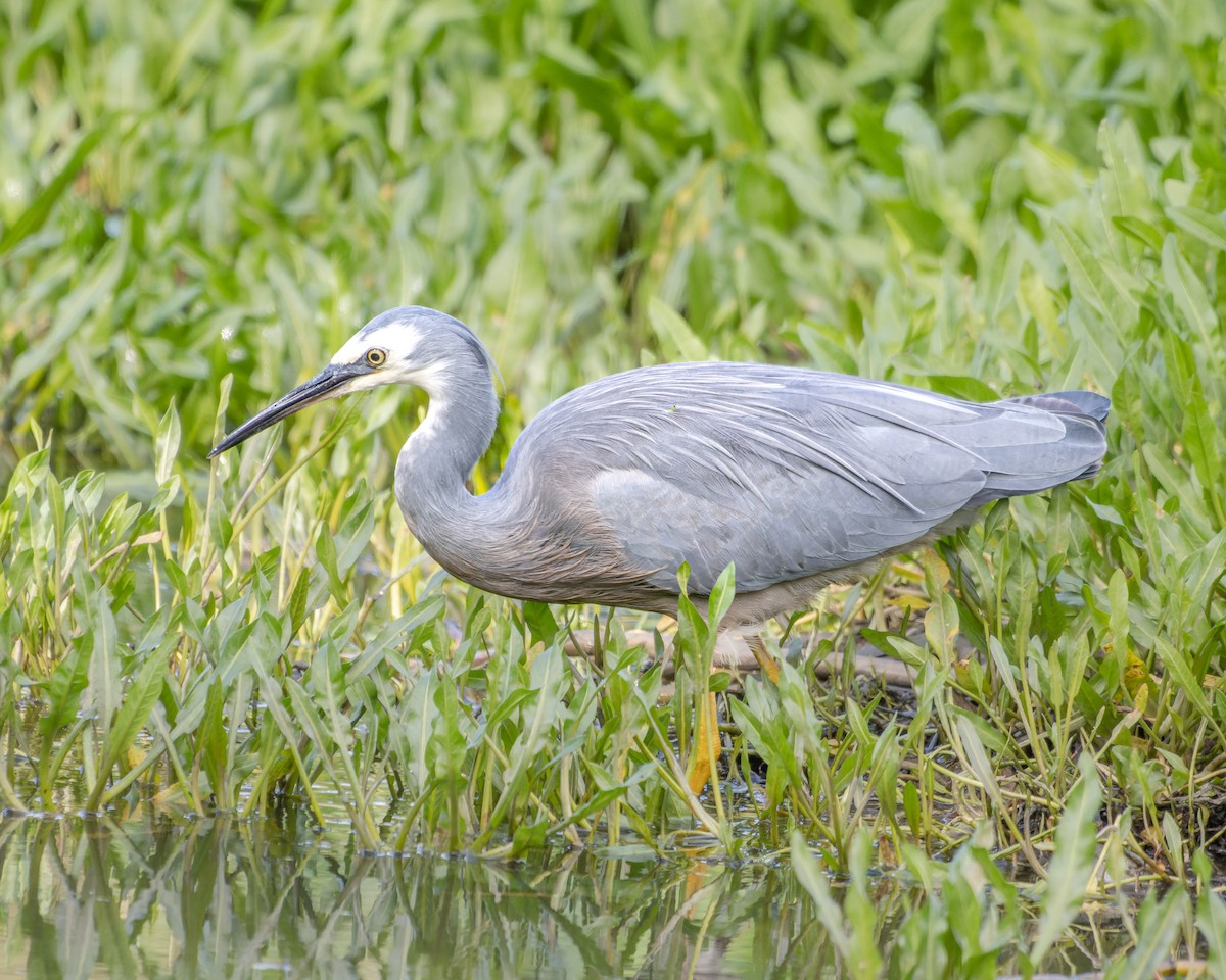 White-faced Heron - ML557932231