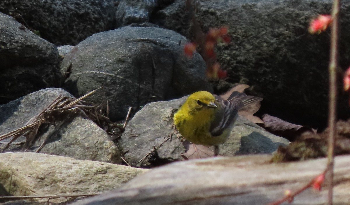 Pine Warbler - Bette Robo