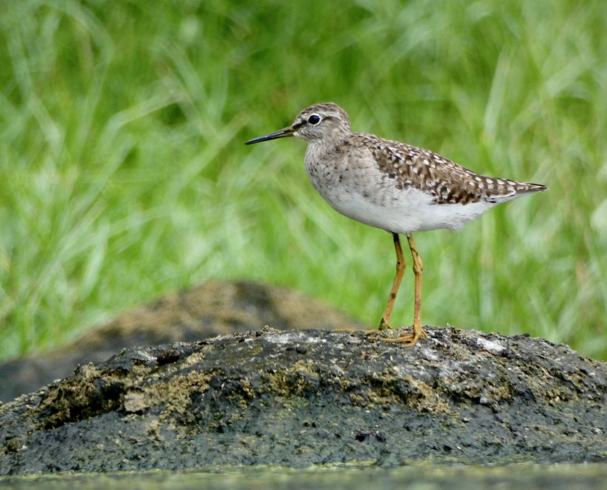 Wood Sandpiper - ML557933361