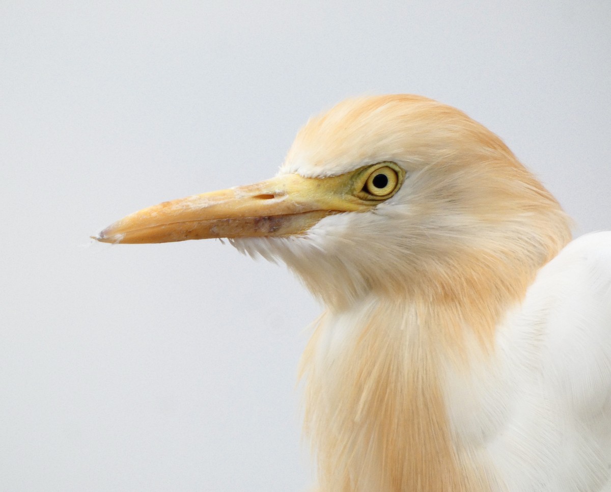 Eastern Cattle Egret - Nathanael Poffley