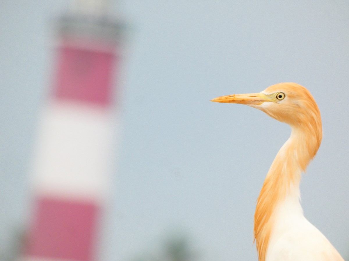 Eastern Cattle Egret - Nathanael Poffley