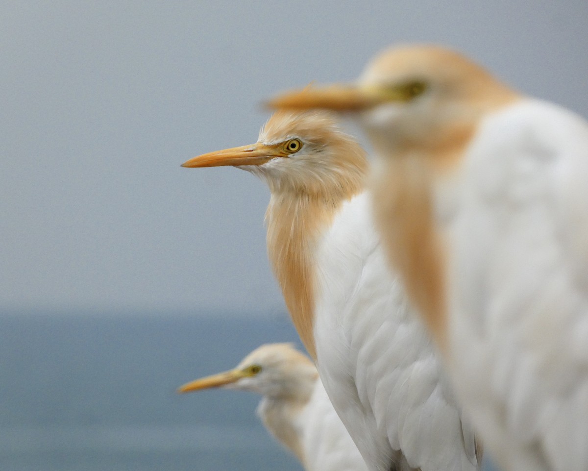 Eastern Cattle Egret - ML557933481